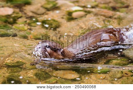 Short Clawed Asian Otter (aonyx Cinereus) Swiming In A Shallow Lake, With Nice Shadows And Natural R
