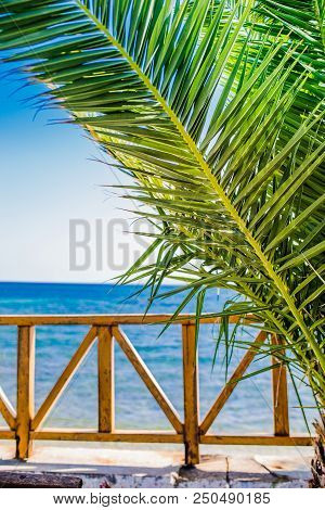 Sea View From The Terrace And Palm Leaves