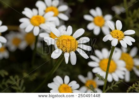 Flower Of Spanish Chamomile (anacyclus Pyrethrum)