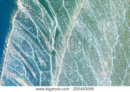 Chrysoperla Carnea Wing, Covered With Dust. Detailed Extreme Macro.