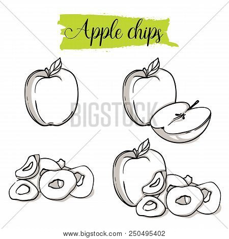 Hand Drawn Sketch Style Apple Set. Single, Group Fruits, Apple Chips, Slices. Organic Food, Vector D