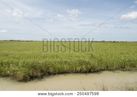 Cambodia Kampong Thom Agriculture Water Canal