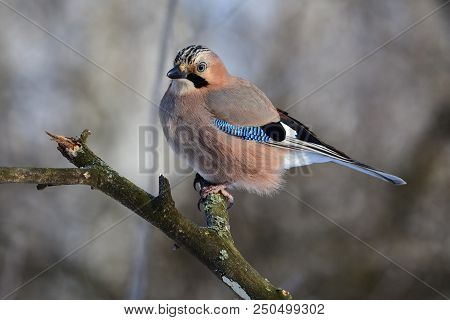 Eurasian Jay (garrulus Glandarius) Sitting On A Branch (posing In The Rays Of The Rising Sun).