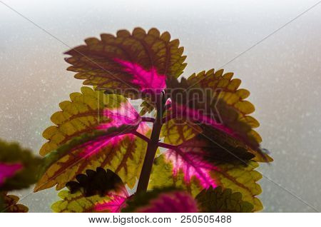 Red And Green Leaves Of The Coleus Plant, Plectranthus Scutellarioides, Close Up.