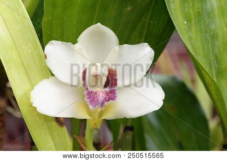 Harrison's Bifrenaria Orchid