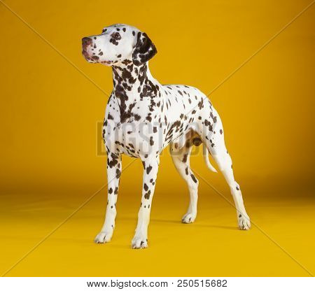 Dalmatian Dog Standing In Yellow Background In Studio