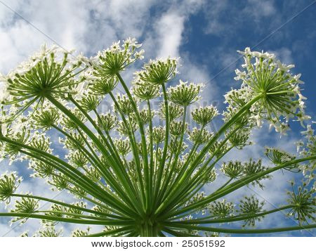 Heracleum