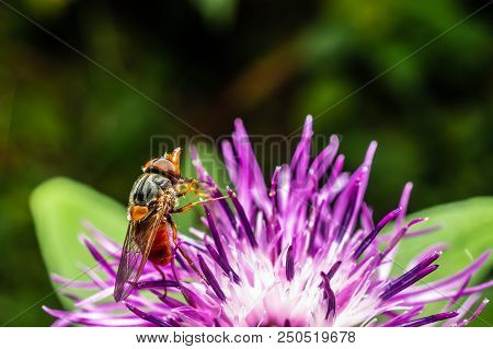 A Macro, Close Up Photo Of A Fly Resting On A Green Plant Leaf In A Garden