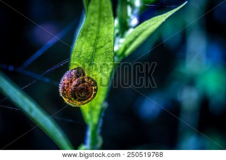 Snail Close-up On A Flower Plant Macro Photo