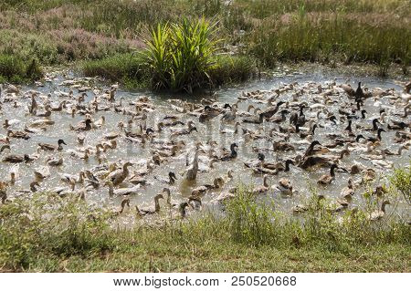 Cambodia Kampong Thom Agriculture Duck Farm