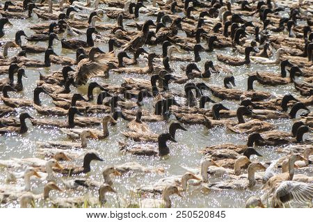 Cambodia Kampong Thom Agriculture Duck Farm