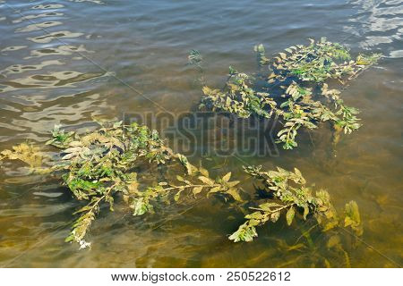 Photo Of Algae In The River Water.