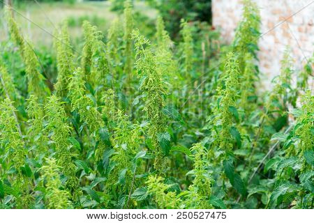 A Lot Of Bushes Of Nettles. Plant For Medicine.