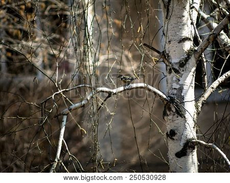 Tomtit On A Branch Of The Birch Spring Morning