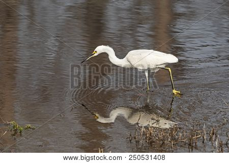 Snowy Egret Hunting For Prey Along Slow Moving Suwannee River In Stephen C. Foster State Park In The