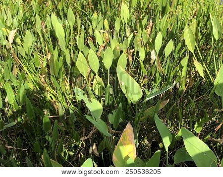 Green Plants Of The Swamps