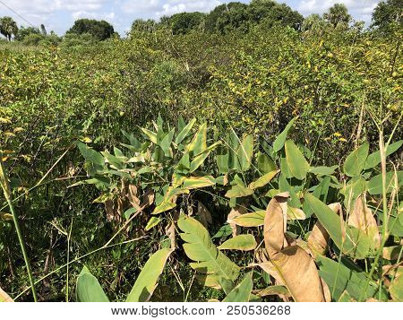Green Plants Of The Swamps