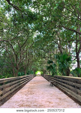 Tree Canopy In The Marsh