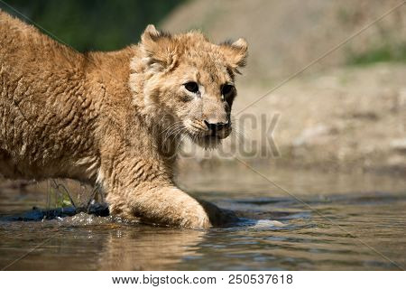 Close Up Young Lion Cub Drink Water