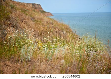 wildflowers on high coast by the sea, beautiful summer landscape, travel concept