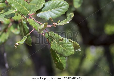 Foliage Of Gall Oak, Quercus Faginea. Photo Taken In Guadalajara Province, Spain.