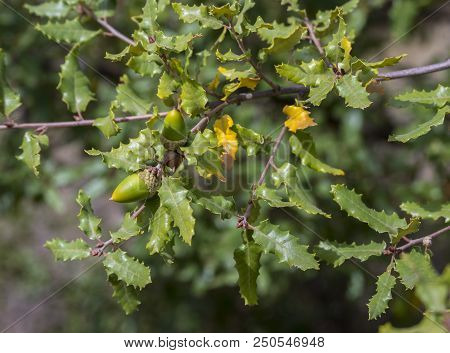 Foliage And Acorns Of Gall Oak, Quercus Faginea. Photo Taken In Guadalajara Province, Spain.