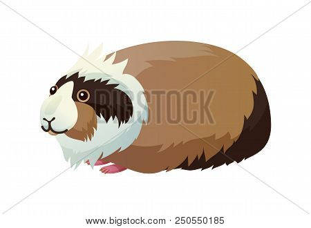 Guinea Pig Domestic Pet Cavy, Pocket Pet Small Creature With Tricolor Fur, Animal With Small Paws Ve