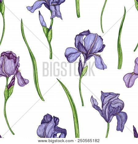 Iris Flowers Seamless Pattern. Vector Background In Vintage Style.