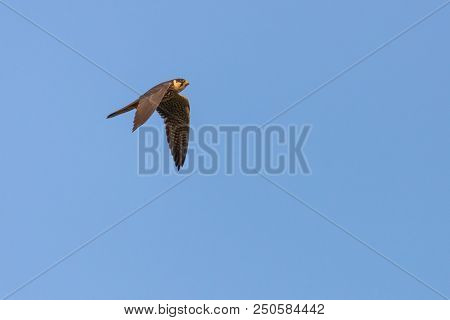 Predatory Bird Eurasian Hobby Or Falco Subbuteo Flies In Blue Sky.