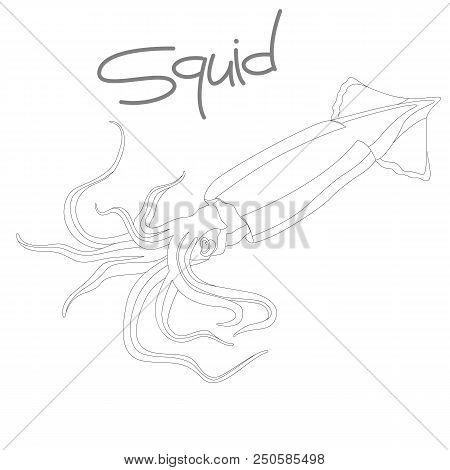 Squid Vector Illustration  Coloring Book Lining Draw Text