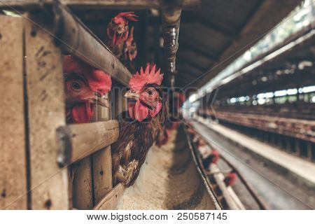 Chickens In The Cage On Chicken Farm. Chicken Eggs Farm. Bali Island.