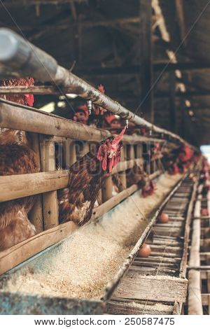 Chickens In The Cage On Chicken Farm. Chicken Eggs Farm. Bali Island.