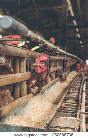 Chickens In The Cage On Chicken Farm. Chicken Eggs Farm. Bali Island.