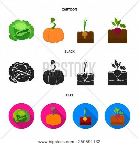 Cabbage, Pumpkin, Onion, Buriak.plant Set Collection Icons In Cartoon, Black, Flat Style Vector Symb