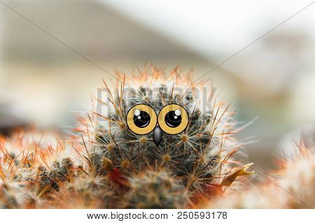 Cute Owl Chick With Large Eyes, Cactus With Eyes And Beak Collage