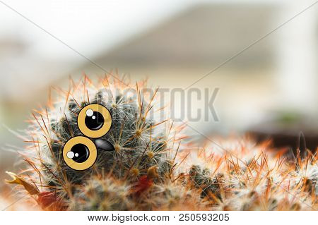 Cute Owl Chick With Large Eyes, Tilted His Head, Cactus With Eyes And Beak Collage