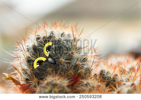 Cute Owl Chick With Large Eyes, Tilted His Head, Cactus With Eyes And Beak Collage