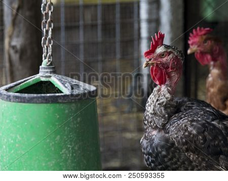 Funny Hen Among White Chicken In The Dirty Poultry Yard After The Rain.