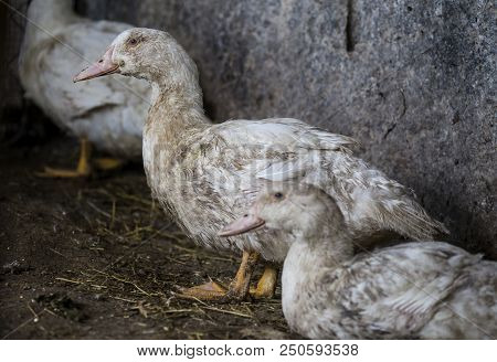 Funny Hen Among White Chicken In The Dirty Poultry Yard After The Rain.