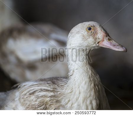 Funny Hen Among White Chicken In The Dirty Poultry Yard After The Rain.