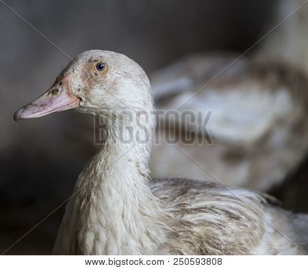 Funny Hen Among White Chicken In The Dirty Poultry Yard After The Rain.