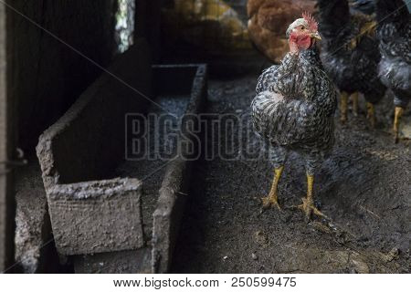 Funny Hen Among White Chicken In The Dirty Poultry Yard After The Rain.