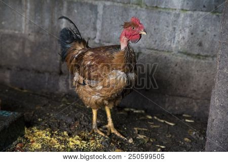 Funny Hen Among White Chicken In The Dirty Poultry Yard After The Rain.