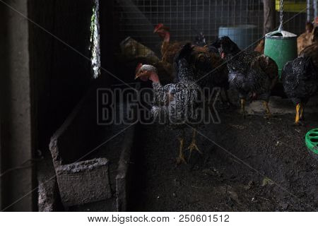 Funny Hen Among White Chicken In The Dirty Poultry Yard After The Rain.