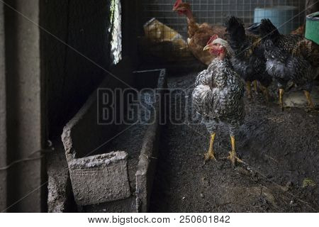 Funny Hen Among White Chicken In The Dirty Poultry Yard After The Rain.