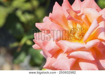 Pink Rose Flower Close-up, Place For The Inscription