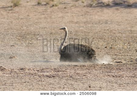Bagno Kalahari polvere