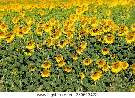 Sunflowers Field Near Arles  In Provence, France