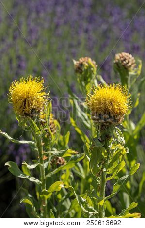 The Flourishing Lavender And Yellow Star-thistle Flowers