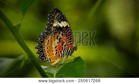 Leopard Lacewing Butterfly, Cethosia Cyanae, sitting on a green leaf